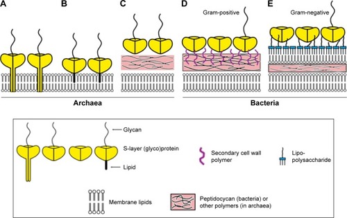 Figure 4 Schematic illustration of the five modes of interaction between Slp and the bacterial/archaeal cell envelope.Notes: (A) In most archaea, hydrophobic transmembrane domains transfixing the cell envelope make Slp anchor at the cell envelope, and (B) in some other archaea, the lipid-modified domains in Slp drive this process. (C) Only a few archaea possess a rigid wall layer mediating the process of Slp binding to the cell envelope. (D) In Gram-positive bacteria, Slp interacts with the peptidoglycan layer indirectly via secondary cell wall polymers, (E) while Gram-negative bacterial cell envelopes express more complex components, and Slp needs to attach to the lipopolysaccharide of the outermost layer. Reproduced from Sleytr UB, Schuster B, Egelseer EM, Pum D. S-layers: principles and applications. FEMS Microbiol Rev. 2014;38(5):823–864. Creative Commons license and disclaimer available from: http://creativecommons.org/licenses/by/4.0/legalcode.Citation6