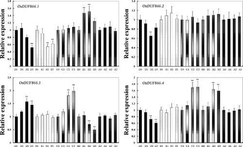 Figure 2. Relative expression levels of OsDUF866 gene family members in rice Nipponbare under various stresses and ABA conditions: D, drought; S, salt; C, cold; H, heat; A, ABA.