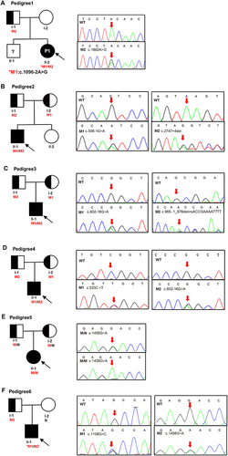 Figure 1 Pedigrees of the six family and Sanger sequencing. (A) Pedigree of No.1 patient, M1 (c.1096–2A>G) was de novo, M2 (c.1862A>G) was inherited from father. (B) Pedigree of No.2 patient, M1 (c.506–1G>A) and M2 (c.2747+4del) were inherited from the mother and father, respectively. (C) Pedigree of No.3 patient, M1 (c.602–16G>A) and M2 (c.965–1_976delinsACCGAAAATTTT) were inherited from the mother and father, respectively. (D) Pedigree of No.4 patient, M1 (c.533C>T) and M2 (c.602–16G>A) were inherited from the mother and father, respectively. (E) Pedigree of No.5 patient, mutation (c.1456G>A) was inherited from her mother and father. (F) Pedigree of No.6 patient, M1 (c.1108G>C) was de novo, M2 (c.1456G>A) was inherited from father. Males and females are indicated by squares and circles. An affected individual is indicated by filled black and carrier filled in half black. The black arrow indicates the proband and red arrow indicates the location of the Sanger sequencing of the mutations. An asterisk refers to a de novo mutation. N stands for normal sequencing and WT stands for wild type. M1 and M2 represent mutation 1 and mutation 2.