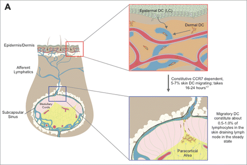 Figure 1. Graphical Schematic of Skin DC Migration to the Cutaneous Lymph Nodes. Epidermal (Langerhans Cells) and dermal skin DC colonize their respective layers of the skin. In both the inflamed and steady state setting, LC and dermal DC enter the lymphatic vessels, before migrating in a CCR7 dependent manner to the local cutaneous draining lymph node bearing either pathogen derived or self antigens. Upon arrival at the lymph node, skin migratory DC enter the paracortical area and present skin derived antigens to T cells. Additionally, post migration, migratory DC can capture and present antigens that have drained freely, such as DEC205 targeted vaccinations. Images were provided by Matthew Woodruff (Wikimedia commons).