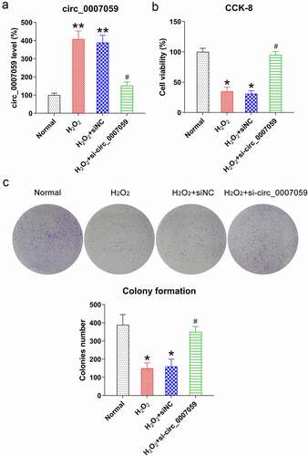 Figure 3. Circ_0007059 knockdown restores cardiomyocyte viability. Cardiomyocytes were infected with lentiviral-si-circ_0007059/siNC for 1 d and subsequently exposed to H2O2 (0.1 mM) for 1 d. (a) qPCR evaluation of the expression of circ_0007059 in cardiomyocytes. (b) CCK-8 assay examining the cell viability, and (c) CFA examining cell growth rate of cardiomyocytes. *P < 0.05 and **P < 0.01 versus the CG; #P < 0.05 versus the H2O2 group.