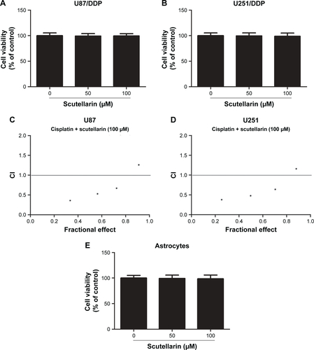 Figure S1 Detection of synergistic effects of cisplatin with scutellarin.Notes: (A, B) U87/DDP and U251/DDP cells were treated with scutellarin (50 or 100 µM) for 48 hours, cell viability was determined by the MTT assay. (C, D) Drug synergism is expressed as fraction of affected curves and combination index (CI) plots in U87/DDP and U251/DDP cells. CI as an indicator of synergistic effects of cisplatin and scutellarin (additive effect, CI =0.9–1.1; slight synergism, CI =0.7–0.9; synergism, CI =0.3–0.7; strong synergism, CI =0.1–0.3). (E) Effect of scutellarin on cell toxicity in normal human astrocytes.