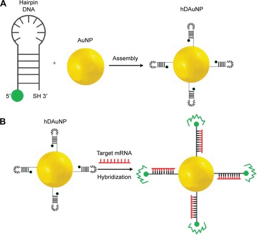 Figure 1 Schematic diagrams of (A) hairpin DNA sequences assembling onto AuNP (namely, the formation of hDAuNP beacon) and (B) the mechanism for the detection of target mRNA in living cells.Notes: Hairpin DNA sequences are coupled to the AuNP surface by the thiol at the 3′ end. At this time, the hairpin conformation is maintained due to the complementarity of the stem sequences. Thus, the AuNP can quench the fluorescence emission of the fluorophore (green) at the 5′ end by fluorescence resonance energy transfer. When the hDAuNP beacon hybridizes specifically with the target mRNA (red), the hairpin DNA sequence is opened. As a result, the fluorescence of the fluorophore at the 5′ end is recovered.Abbreviations: AuNP, gold nanoparticle; hDAuNP, hairpin DNA-coated gold nanoparticle.