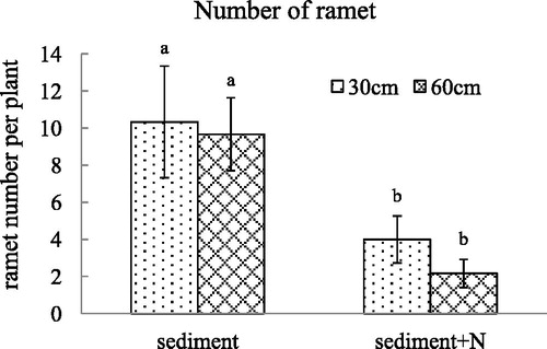 Figure 4. The ramet number (mean ± SE) of V. spinulosa growing on different sediments at two water depths. Different small letters above columns indicate significant differences between treatments.