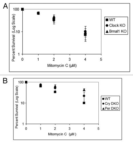Figure 5. Mouse cells deficient in clock genes are not sensitive to mitomycin C. Cells were plated at a low density, allowed to attach and then treated with mitomycin C (MMC); after colony formation, cells were stained with Giemsa, and percent survival was determined as described in the text. Each data point represents the average of at least three independent experiments and bars signify the standard deviation. (A) Mouse embryonic fibroblasts were derived from mice with the following genotypes: wild-type (squares), Clock−/− (circles) and Bmal1−/− (triangles). (B) Mouse skin fibroblasts were derived from mice with the following genotypes: wild-type (squares), Cry1−/−Cry2−/− (circles) and Per1−/−Per2−/− (triangles).
