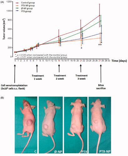 Figure 1. In vivo antitumor activity of PTX-NP in tumor-bearing nude mice. (A) FaDu cells were implanted in the nude mice on day 0, and the treatment was started on day 7 when the tumor volume reached ∼150–250 mm3. The treatment involved: C (control); Ø-NP (unloaded NPs, 1 mg/ml; PTX (Paclitaxel, 5 mg/kg); and PTX-NP (Paclitaxel loaded NPs, 5 mg/kg) on days 7, 14 and 21. Data are presented as the mean ± SD per group measured on the indicated days after treatment (n = 9). Each data point is the mean value (SD) of volume tumors. *p < .05, **p < .01 compared to the control group. (B) Photographs of representative mice and tumors treated with drugs are shown.