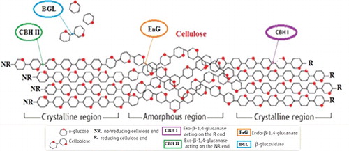 Figure 1. Enzymatic cellulose degradation model.