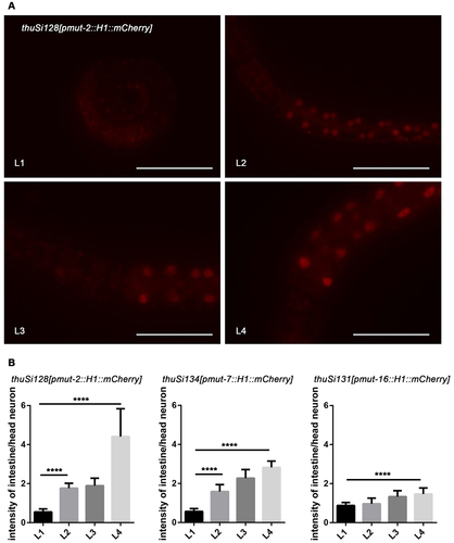 Figure 4. Mut-2, mut-7, and mut-16 increased their expression level during the larval development. (a) Images of the anterior and partial intestine of the mut-2 reporter. From L1 to L4, strengthened intestinal expression of the single-copy transgenic reporter of mut-2 was detected, while the fluorescence intensity of head neurons was stable. Scale bar, 50 μm. (b) The relative fluorescent signal of the intestine to head neurons increased significantly. Data were collected over three independent experiments. The data are presented as mean + SEM. Unpaired t-tests performed for comparison; ****, p < 0.0001.