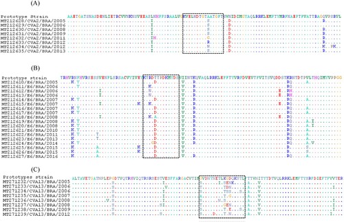 Figure 3. Deduced amino acid sequences of 100 residues in the BC loop of CVA2 (A), E6 (B) and CVA13 (C) VP1 sequences. The BC loop is highlighted in box. Aminoacid numbering was determined according to respective prototype strains AY421760 (CVA2), AY302558 (E6) and AF499637 (CVA13).