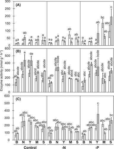 Figure 2. β-Acetylglucosaminidase (A), Leu-peptidase (B), and Tyr-peptidase (C) activities in rhizosphere soils.White and gray bars, respectively, show data for 27 and 41 DAT. B, N, Y, M, and S, respectively, stand for bulk soil, and rhizosphere soils for normal roots, young, mature, and senescent cluster roots. Values represent means of three replicates ± SE. Different letters denote significant differences (P ≤ 0.05).