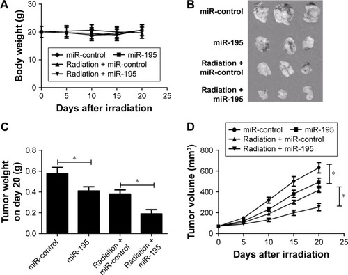 Figure 6 miR-195 upregulation increases CRC cell radiosensitivity in vivo.