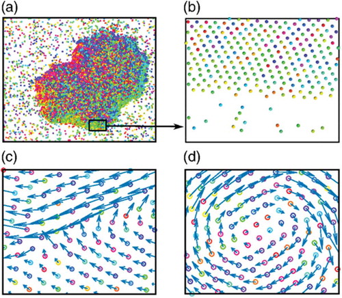 Figure 3. (a) Snapshot configuration of the two-dimensional active Brownian particle model, for a large volume fraction η=0.64, in a square L×L box with periodic boundary conditions and Dr=0.2, v0=5.0. (b) Enlarged portion of the high density cluster. Colors encode the direction of the self-propulsion. (c,d) Windows from the bulk where the velocities of the particles are shown by blue arrows, showing aligned and vortex domains, respectively. So one can see that there is little correlation between these directions for neighboring particles, even if strong correlations between their velocities (shown by arrows) occur. Reprinted figure with permission from L. Caprini et al., physical review letters 124, 078001 (2020) [Citation18] (https://doi.org/10.1103/PhysRevLett.124.078001). Copyright 2020 by the American Physical Society