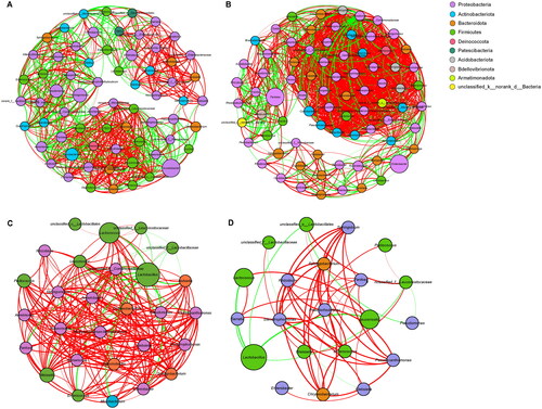 Figure 4. Co-occurrence networks analyses of fresh and ensiled sweet sorghum harvested at two developmental stages. Bacterial co-occurrence networks of S1 (A), S2 (B), NS1 (C) and NS2 (D). Nodes colour indicates bacterial phylum and node size indicates its relative abundance. Edge are coloured according to negative (green) and positive (red) correlations.
