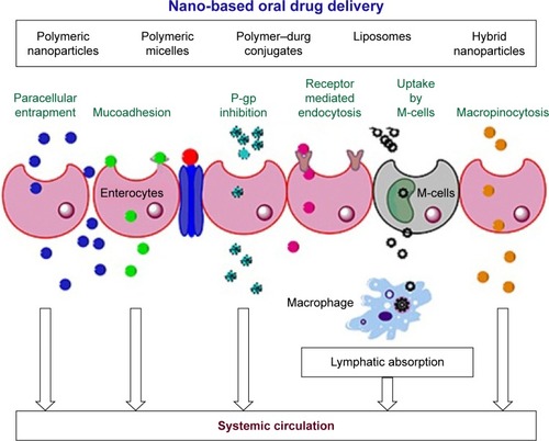 Figure 3 Different cellular mechanisms involved in the cellular uptake and permeation of various nanoformulations across the enterocytes after oral administration.