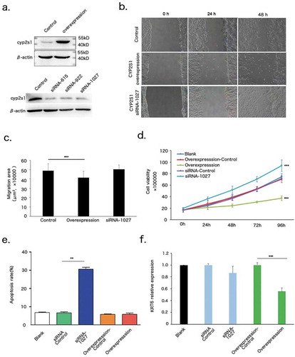 Figure 3. CYP2S1 repressed proliferation of NHEKs. (a) Overexpression and silencing model of CYP2S1 gene in NHEKs by using lentivirus system. (b) Migration assay for control, CYP2S1over and siRNA-1027. (c), Migration assay showed decreased area of confluent cell migration at 48 h in CYP2S1over NHEKs. (d) Proliferation analysis indicated significantly decreased proliferation for CYP2S1over, increased proliferation for siRNA-1027 induced cells when compared with normal controls at 96 h. (e) Apoptosis assay suggested siRNA-1027 cells promote cell apoptosis. (f) KRT6 expression was decreased in CYP2S1over cells. (n = 3, bar represents mean ± sem, ***P < 0.001)