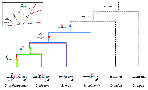 Figure 7. Regulatory phylogeny of Dscam exon 17 alternative splicing by steric hindrance in combination with the dynamic RNA structure. Partial pre-mRNA structures and proposed ancestor molecules are shown associated with a cladogram of the phylogenetic relationships determined in this study.Citation38 RNA structures in D. melanogaster (Dme) were confirmed in Drosophila S2 cells (Figs. 4 and 5), and RNA structures in B. mori (Bmo) were confirmed in BmN cells (Fig. 3). Nodes denoting the ancestral origins of particular exon duplication events are indicated by solid circles. Constitutive Dscam mRNAs are depicted as unstructured (black). Inset shows the emergence of control elements relative to the ancestor.