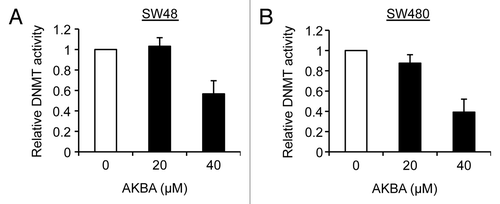 Figure 6. AKBA inhibits DNMT activity in CRC cells. DNMT activity was measured in SW48 (A) and SW480 (B) cells treated with DMSO, 20 μM AKBA and 40 μM AKBA for three days. Data are represented as mean ± SEM from three independent experiments.