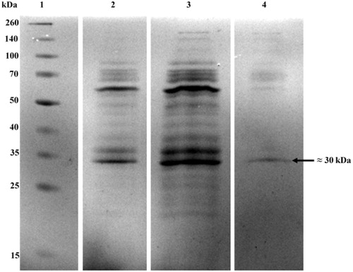 Figure 2. SDS–PAGE profiles of P. chrysosporium SOD purified by partitioning in ATPS. Lane 1: molecular weight markers (15–260 kDa) (10 μg), lane 2: top phase of the optimized system (25 μg), lane 3: crude SOD extract (25 μg) and lane 4: bottom phase of the optimized system (25 μg).