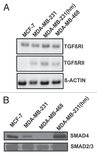 Figure 4 Analysis of TGFβRI and TGFβRII, and SMAD4 expression in breast cancer cells. (A) Total RNA from various cell lines was converted to cDNA. PCR using gene specific primers amplifying a gene segment was conducted to analyze the expression of TGFβRI and TGFβRII receptors. Human β-actin was used as a reference gene. (B) Western blot analysis of the four breast cancer cell lines for expression of SMAD4 protein. The blots were stripped and re-probed with total SMAD2/3 antibody to confirm protein loading.