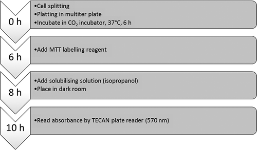 Figure 2. Flow chart of cell passaging and MTT bioassay.