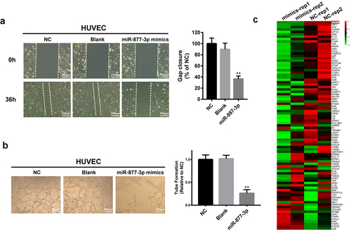 Figure 3. Effects of miR-877-3p on HUVECs. (a) Migration of transfected HUVECs in a scratch-wound assay 36 h after transfection. (b) Tube formation assay in HUVECs. (c) Heatmap of 84 angiogenesis genes in HUVECs.