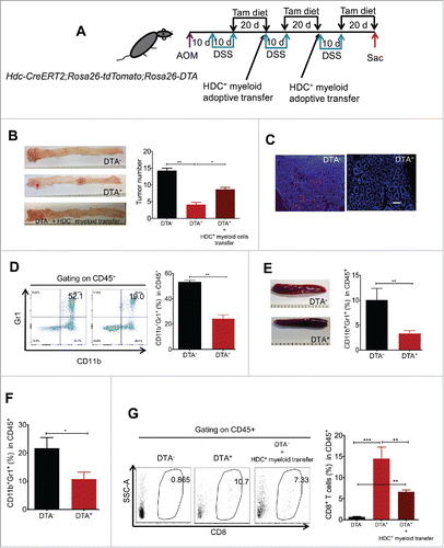 Figure 3. HDC+ myeloid cells promote colitis-associated colorectal carcinogenesis. (A) Experimental protocol for HDC+ myeloid depletion and rescue in Hdc-CreERT2;Rosa26-tdTomato;Rosa26-DTA mice subject to AOM/DSS colorectal carcinogenesis. (B) Macroscopic tumor images and tumor quantification from groups of AOM/DSS-treated mice as per protocol shown in (A), including DTA genotype negative mice (DTA−, n = 8), DTA genotype positive mice (DTA+, n = 10), and DTA+ mice treated with HDC+ myeloid cell adoptive transfer (HDC+ spleen myeloid cells from AOM/DSS-treated mice, n = 5). (C) Representative fluorescence images showing depletion of tdTomato+ cells in colon tumor frozen sections from mice analyzed in (B). Scale bar = 50 µm. (D) FACS plots and bar graphs showing the percentage of CD11b+Gr1+ myeloid cells in CD45+ bone marrow leukocytes of DTA− or DTA+ AOM/DSS tumor mice analyzed in (B). (E) Macroscopic images of spleens and quantitation of splenic myeloid cells in DTA− or DTA+ AOM/DSS-treated tumor mice analyzed in (B). (F) Percentage of CD11b+Gr1+ myeloid cells in circulating leukocytes in DTA+ and DTA− mice analyzed in (B). (G) Representative FACS plots (left) and quantitation (right) of tumor-associated CD8+ T cells from mice analyzed in (B). *p < 0.05; **p < 0.01; ***p < 0.001, data are mean ± SEM, representing two independent experiments. Data were analyzed with Mann–Whitney test (B), two-tailed Student's t-test (D, E, and F), and one-way analysis of variation (ANOVA) with Dunnett's post-hoc test (H).