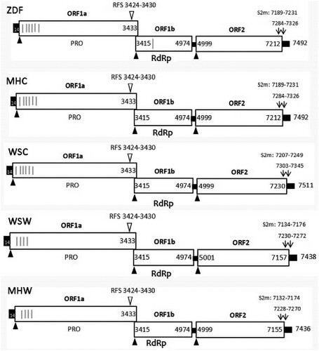 Figure 2. Predicted genome organization of the three strains. Three ORFs with their locations are shown and translation start sites are indicated by solid black triangles. The nucleotide position of the start site of the ribosomal frameshift signal (RFS) sequence is indicated by inverted open triangles. Transmembrane helical domain in ORFs are represented by grey lines. The locations of stem-loop-II-motif (s2m) are shown and start sites are indicated by black arrows.