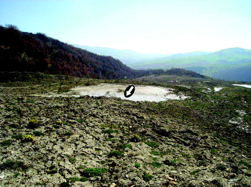 Figure 2. Back-tilted surface on the body of the earth flow with a small pond (about 7-m wide) located in the depression formed by back-tilting. Arrow shows the direction of back-tilting. Movement of the earth flow is from left to right.