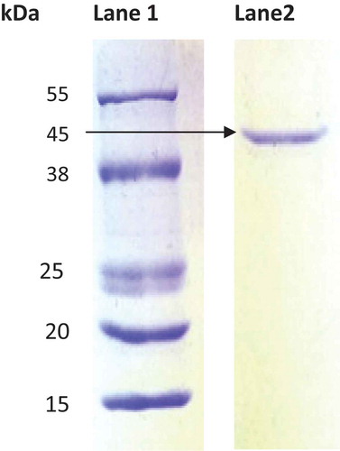 Figure 3. SDS PAGE of asparaginase enzyme partially purified from Bacillus subtilis cultures. Lane 1: protein marker (Sigma-Aldrich, US); Lane 2: partially purified asparaginase from B. subtilis.