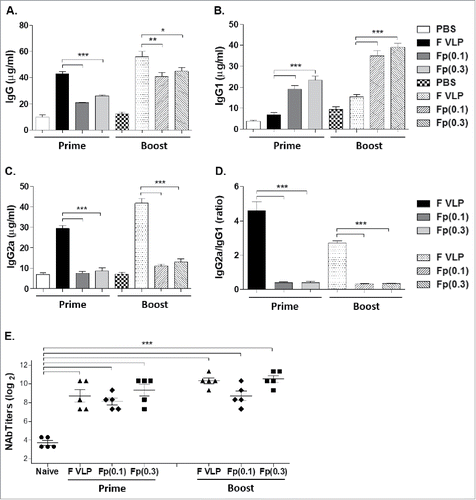 Figure 1. RSV-specific IgG isotype antibody levels and neutralizing activity after prime or prime-boost vaccination with F VLP or F protein vaccine. BALB/c mice (N = 5) were immunized with F VLP (10 μg) or F protein (0.1 or 0.3 μg) with alum adjuvant (50 μg). Sera were collected 3 weeks after prime or prime-boost. (A-C) The IgG isotype levels were determined using F protein as antigen for antibody detection. (D) Ratios of IgG2a/IgG1 isotypes. (E) Neutralizing antibody titers. RSV neutralizing activity was determined by an immune-plaque reduction assay and titers were presented as dilution factors resulting in 50% reduction in plaque numbers. Results are representative out of 2 independent experiments and presented as mean ± SEM. Statistical significances were performed by one-way ANOVA in GraphPad Prism; ***p < 0.001, **p < 0.01, *p < 0.05 comparing F VLP and F protein groups. Prime; prime only immunization, Boost; prime and boost immunization, PBS; unimmunized mice, F VLP; F VLP immunized mice, Fp(0.1) or Fp(0.3); 0.1 μg or 0.3 μg RSV F proteins with alum adjuvant.