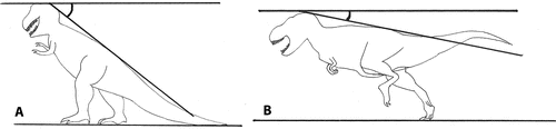 FIGURE 5: Outline sketches of the two extreme reconstructed postures of T. rex , showing how spinal angle was measured.