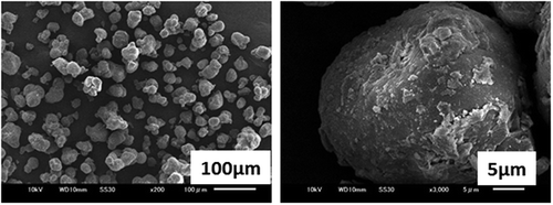 Figure 1. SEM photographs of the starting MgO (RF-98)