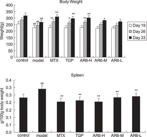 Figure 3.  The effect of AR-6 on body weight and organ index of spleen in CIA rats (n = 8, mean ± S.D.). ##p < 0.01 vs. control; *p < 0.05, **p < 0.01 vs. model group. AR-6 high dose (AR6-H), AR-6 middle dose (AR6-M), AR-6 low dose (AR6-L), methotrexate (MTX) and total glucosides of paeony (TGP).