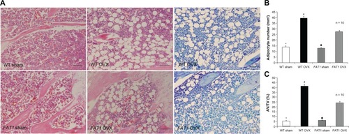 Figure 4 (A–C) Histological analysis of bone marrow adiposity. (A) Hematoxylin and eosin and toluidine blue staining for distal femur bone marrow. Images were taken at 200x magnification. There were fewer adipocytes in the FAT1 OVX group than the wild-type (WT) ovariectomized (OVX) group. (B) #, per mm2) and (C) adipocyte volume/tissue volume (AV/TV) were significantly reduced in the FAT1 OVX group. Three months after ovariectomy, the OVX group showed more bone marrow adiposity than the sham group (P < 0.05).