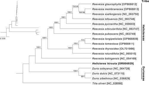 Figure 3. Phylogenetic trees were constructed with 79 protein-coding genes of 16 Helicteroideae species cp genomes using ML and BI methods. Node labels indicate the posterior probability and bootstrap values. The scale bar represents nucleotide substitutions per site. Sequence of Tilia oliveri cp genome was used as an outgroup and sequence of Helicteres hirsuta cp genome represented by bold colors. The sequences used for tree construction are as follows: D. oxleyanus (NC_064728, (Wong et al. Citation2022)), D. zibethinus (NC_036829, (Wang et al. Citation2021)), H. hirsuta (OR806929, this study), R. botingensis (NC_054169, (Wang et al. Citation2021)), R. lofouensis (NC_063748, unpublished), R. orbicularifolia (NC_063747, unpublished), R. pubescens (NC_063749, unpublished), R. pycnantha (NC_059003, unpublished), R. rotundifolia (NC_065015, unpublished), R. thyrsoidea (OL701986, (Wang et al. Citation2021)), R. xuefengensis (NC_063750, unpublished), T. oliveri (NC_028590, (Cai et al. Citation2015)), Reevesia glaucophylla (OP868812, Geng et al. Citation2023), Reevesia membranacea (OP868813, Geng et al. Citation2023), Reevesia lognipetiolata (OP868809, Geng et al. Citation2023), Reevesia tomentosa (OP868811, Geng et al. Citation2023), and Durio dulcis (NC_073110, unpublished).