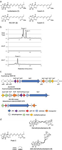Figure 1. Analysis of the lucilactaene biosynthetic gene cluster.(a) Chemical structure of lucilactaene (1), NG-391 (2), fusarin C, and fusarin A. (b) The Δluc5 strain lost the ability to produce lucilactaene and NG-391. The Δluc1 strain lost the ability to produce lucilactaene (peak 1) and NG-391 (peak 2) and accumulated peak 3. The wild-type, Δluc5, and Δluc1 strains were cultured in FDY for three days and analyzed by UPLC/MS. Lucilactaene, NG-391, and peak 3 were detected by measuring absorbance at 365 nm. (c) Comparison of lucilactaene, fusarin C [Citation7], and NG-391 (partial) [Citation8] biosynthetic gene clusters. Sequencing data from the 40-kb region is available from DDBJ/EMBL/GenBank under Accession No. LC515193. d) Structural determination of the mixture of 3 and 4.