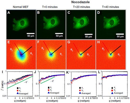 Figure 3 Long-term effect of nocodazole treatment on MEFs.