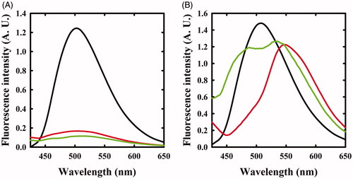 Figure 2. Fluorescence emission spectra of OASS upon excitation at 412 nm in the absence and presence of F-Ala. Panel A: OASS-A in the absence of reagent (black line), 1 min (red line), and 4 h (green line) after addition of 1 mM F-Ala. Panel B: OASS-B in the absence of reagent (black line), 1 min (red line), and 3 h (green line) after addition of 1 mM F-Ala.