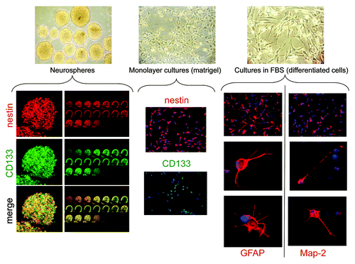 Figure 1. Phenotypic characterization of GBM TICs and differentiated cells. Upper pictures: Representative morphological appearance of GBM TICs grown as spheres, monolayers on matrigel or after FBS-dependent differentiation (enlargements 10X). Lower pictures: Expression of TIC (CD133, nestin) or differentiated cell (GFAP, Map2) markers. For spheres, sequential confocal microscopy z-plane sections are reported. The following picture enlargements were used: TIC spheres, 40X; TIC monolayers, 10X; differentiated GBM cells, 10X for top pictures and 100X for middle and lower pictures.