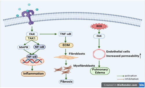 Figure 7. The mechanism of action of the focal adhesion signaling pathway involved in lung disease.