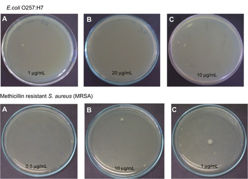 Figure 7 Bactericidal effect of AgNPs against Escherichia coli O157:H7 and MRSA using different types of AgNPs. (A) Type 1; (B) Type 2; (C) Type 3.Abbreviations: AgNPs, silver nanoparticles; MRSA, methicillin-resistant Staphylococcus aureus.