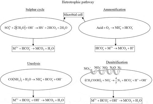 Figure 2. Mechanism of heterotrophic pathways for carbonate biomineral precipitation
