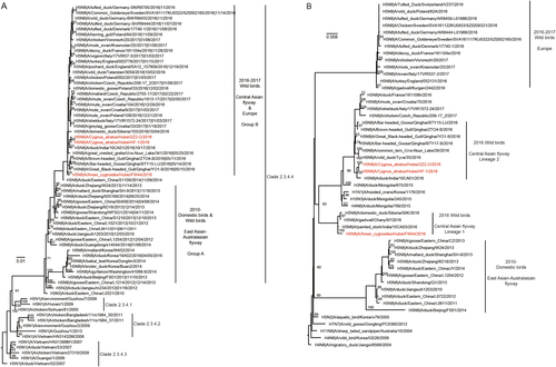 Fig. 1 Maximum-likelihood phylogenetic tree for the HA (1704 nucleotides) and PA (2151 nucleotides) genes of H5N8 influenza viruses.The trees were rooted with the earliest strain among the selected sequences. The isolated H5N8 strains in this study are coloured in rose. Node labels indicate bootstrap values, and bootstrap values greater than 60 are shown