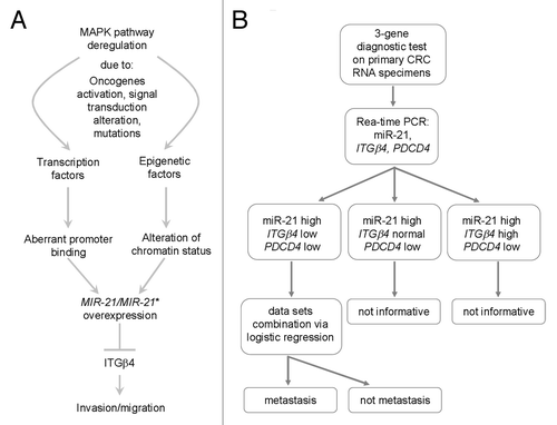 Figure 8. Proposed model of miR-21 regulation and action in cancer and 3-gene diagnostic test. (A) A variety of stimuli in tumor tissue might activate genetic (e.g., transcription factors) and epigenetic (e.g., histone modifier enzymes) factors leading to aberrant gene expression of miR-21. As consequence, key epithelial genes such as ITGβ4 are repressed and the invasive and metastatic capacity of cancer cells is augmented, also by regulating EMT. (B) Flowchart of 3-gene diagnostic test performed on CRC RNA specimens coming from primary tumors.