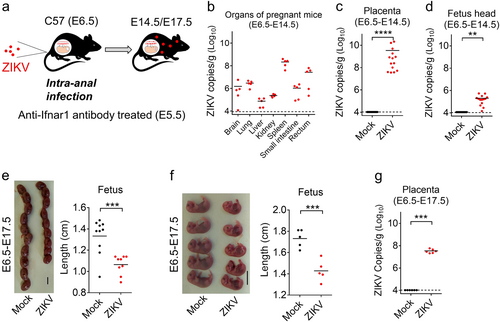 Fig. 5 Intra-anal infection of pregnant mice with ZIKV leads to transplacental transmission and impaired fetal developmenta Illustration of the experiment. 7–8-week-old C57 mice were mated, and pregnant mice were infected i.a. by ZIKV (106 PFU/mouse) at E6.5 after treatment with anti-Ifnar1 antibody at E5.5. Mice were euthanized at E14.5 (E6.5-E14.5) or E17.5 (E6.5-E17.5). b–d ZIKV RNA copies recovered at E14.5 (8 dpi) from tissues of pregnant mice, including the brain, lung, liver, kidney, spleen, small intestine, and rectum (n = 5 per group) (b), or the offspring of 2 representative pregnant mice including the placenta (c) or the fetal head (d) were quantified by qRT-PCR (n = 9, Mock; n = 14). e, f Condition and length of individual fetuses at E17.5 (en = 10 Mock; n = 9 ZIKV; fn = 5 per group). The size of each fetus within the amniotic sac is shown in (e), while (f) shows the length measured when the placenta and amniotic tissues are removed. Scale bar = 1 cm. g Viral load in the placenta at E17.5 (n = 6 per group). Offspring in (e–g) were from one representative pregnant mouse. **p < 0.01, ***p < 0.001, ****p < 0.0001, unpaired Student’s t-test