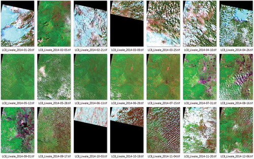 Figure 5. Landsat-8 data for Liwale for 20 January–6 December 2014, extracted from path 166, rows 066–067. False colour images with the same bands as in Figure 1. For six of the dates, either path/row 166/066 or 166/067 was not terrain corrected, and thus rejected, resulting in 15 complete extracts,3 partial extracts of the northern part (166/066), and 3 partial extracts of the southern part (166/067); this is indicated in Table 4 as 15 + 3 + 3 for Landsat-8 in 2014.