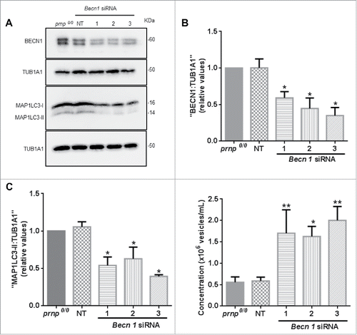 Figure 5. PRNP is a negative regulator of autophagy. (A) Western blot analysis of BECN1 (60 kDa) and MAP1LC3-II (14 kDa) protein expression in cell extracts isolated from prnp0/0 cells transfected with Becn1-specific siRNA. NT, nontarget. TUB1A1 was used as a loading control. (B) Histogram shows densitometry analysis of BECN1 expression relative to TUB1A1//alpha;-tubulin expression. (C) Histogram shows densitometry analysis of MAP1LC3-II expression relative to TUB1A1 expression. (D) NTA of exosome concentration in the CM of Prnp0/0 astrocytes transfected with Becn1-specific siRNAs. Data information: (B-D) Data shown represent the mean ± SD of at least 3 independent experiments. One-way ANOVA and Tukey's post hoc test were used to assess statistical significance. *P < 0 .05, **P < 0 .01 when compared to prnp0/0 cells.