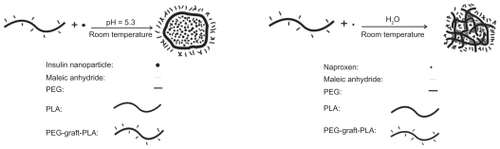 Figure 6 The formation of PEG-graft-PLA NPs when loaded with insulin (A) and naproxen (B).Abbreviations: PEG, polyethylene glycol; PLA, polylactic acid.