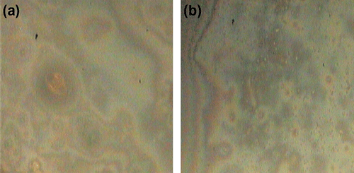Figure 6 POM micrographs of the texture displayed by PDEFD (a) at 152 °C and (b) 9.2 °C (magnification × 100).