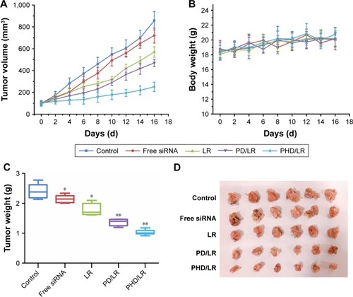 Figure 8 In vivo antitumor activity of different drug-loaded formulations. Tumor volume (A), body weight (B), tumor weight (C), and the images of tumor (D) of different groups were recorded.Notes: *P<0.05, **P<0.01.Abbreviations: LR, lipoplex; mPEG, methoxy poly(ethylene glycol); PD, PHis-PSD; PHD, mPEG-PHis-PSD; PHis, poly(histidine); PI, propidium iodide; PSD, poly (sulfadimethoxine).